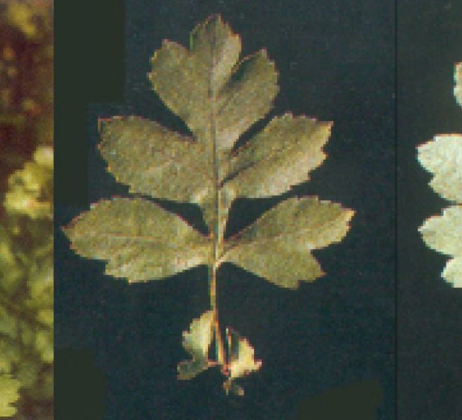 Foto di pianta biancospino (Crataegus monogyna)