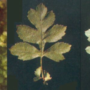 Foto di pianta biancospino (Crataegus monogyna)