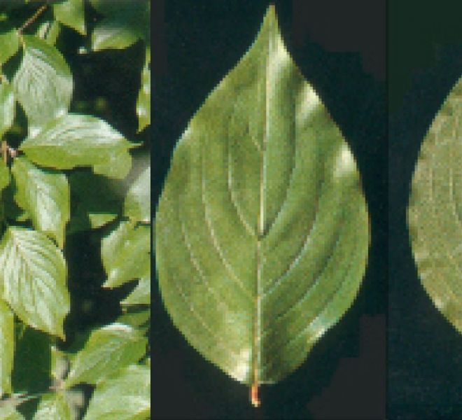 Foto di pianta corniolo (Cornus mas)