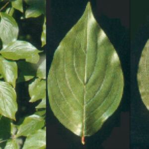 Foto di pianta corniolo (Cornus mas)