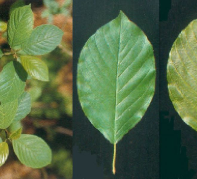 Foto di pianta frangola (Rhamnus frangula / Frangula alnus)