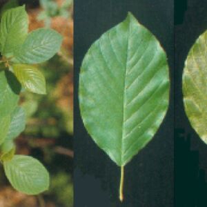 Foto di pianta frangola (Rhamnus frangula / Frangula alnus)