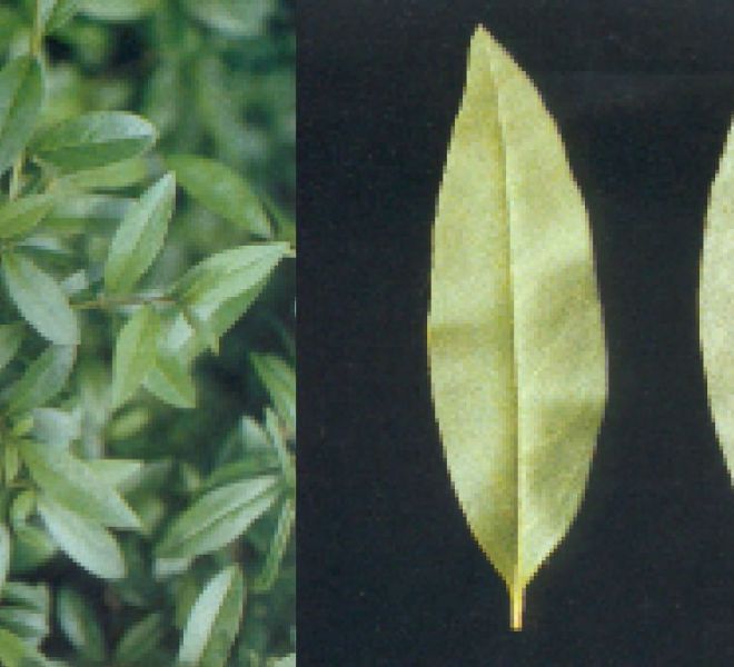 Foto di pianta lugistro (Ligustrum vulgare)
