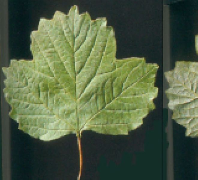 Foto di pianta pallon di maggio (Viburnum opulus)