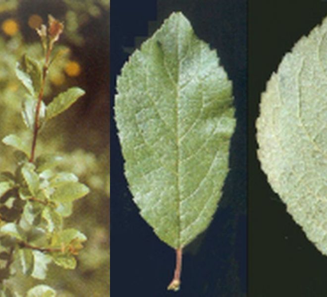 Foto di pianta prignolo (Prunus spinosa)