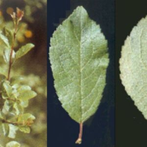 Foto di pianta prignolo (Prunus spinosa)