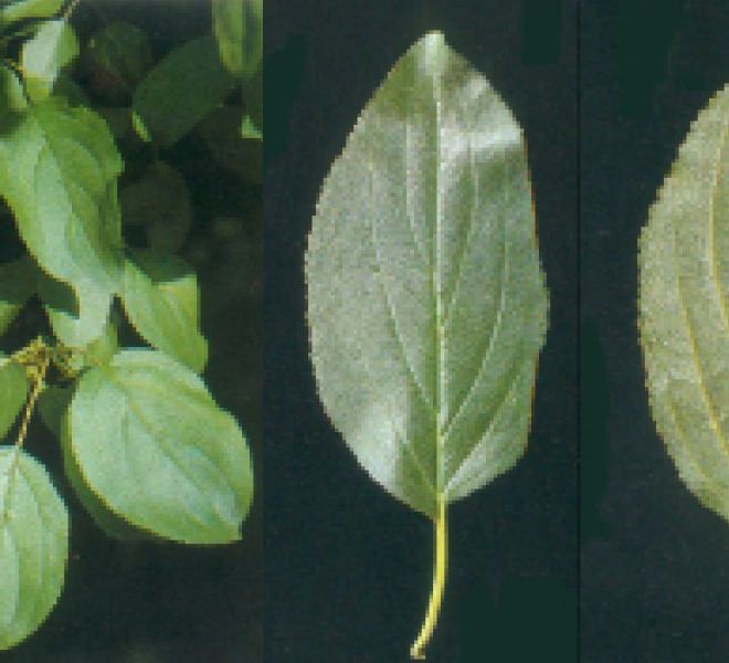 Foto di pianta spincervino (Rhamnus cathartica)