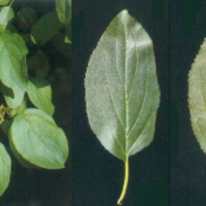 Foto di pianta spincervino (Rhamnus cathartica)