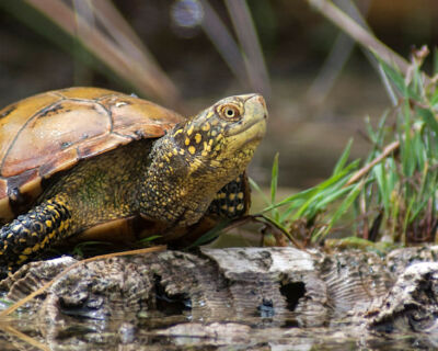 LIFE UrCA PROEMYS