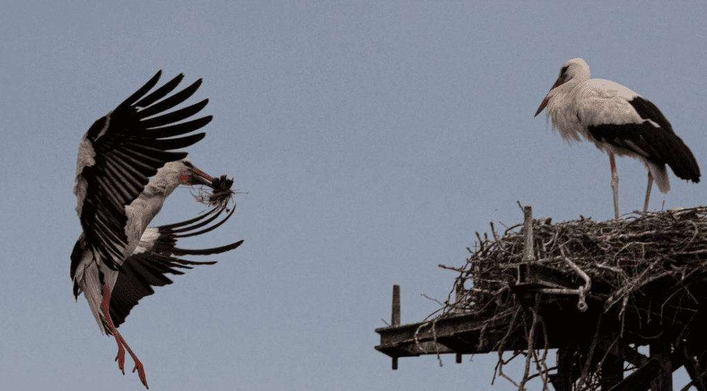 Cigne in nidificazione su un traliccio simile a quello presente in Oasi. Foto Federico Corato