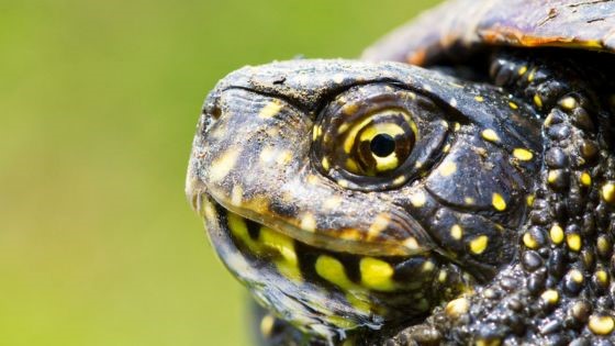 La testuggine palustre europea (Emys orbicularis)